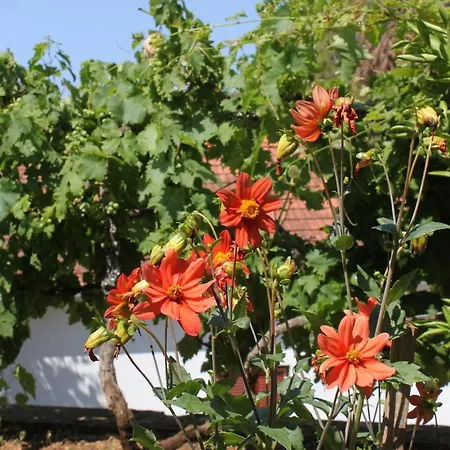 Seaside House Mavarstica, Ciovo - 9206 Holiday home Trogir